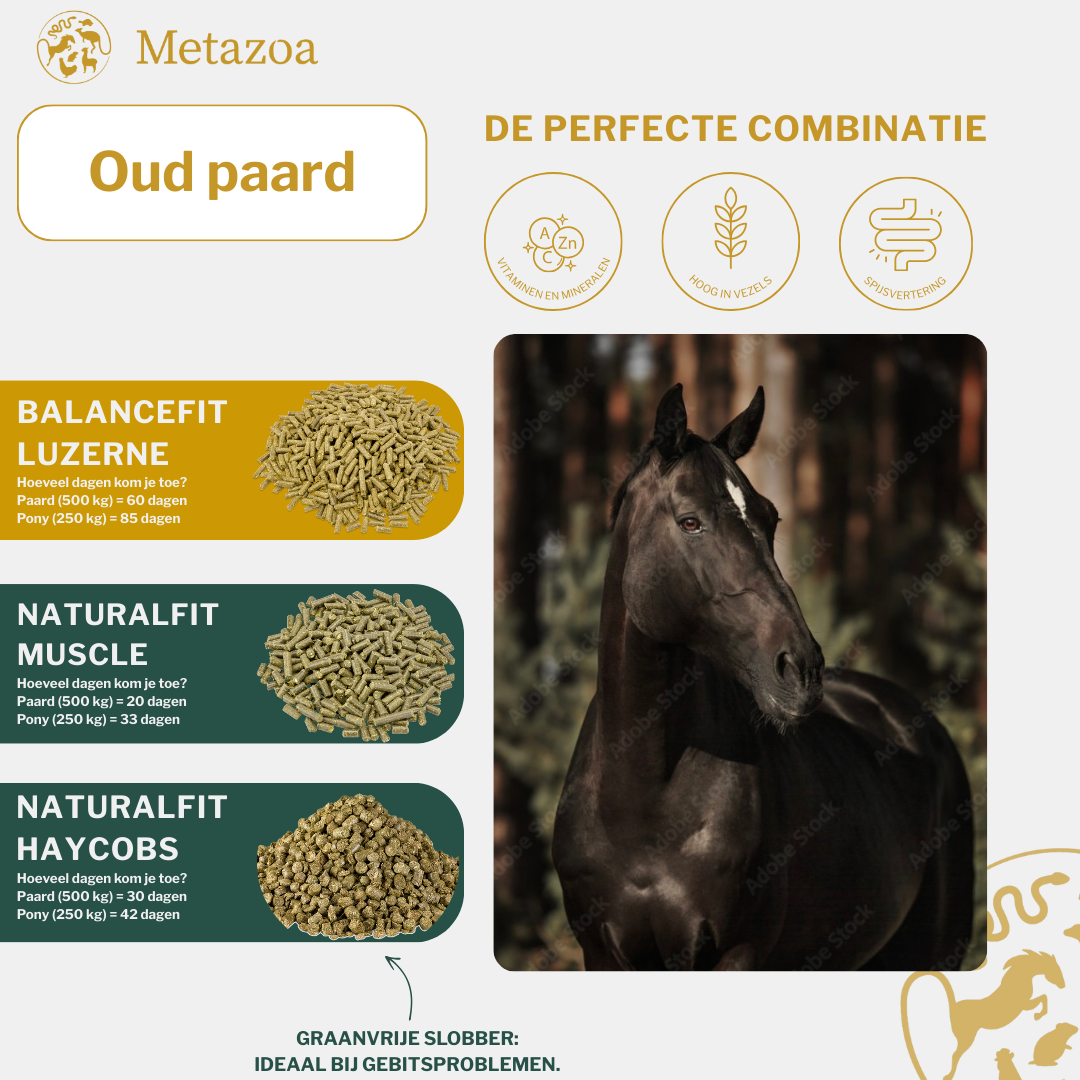 Senior Paard