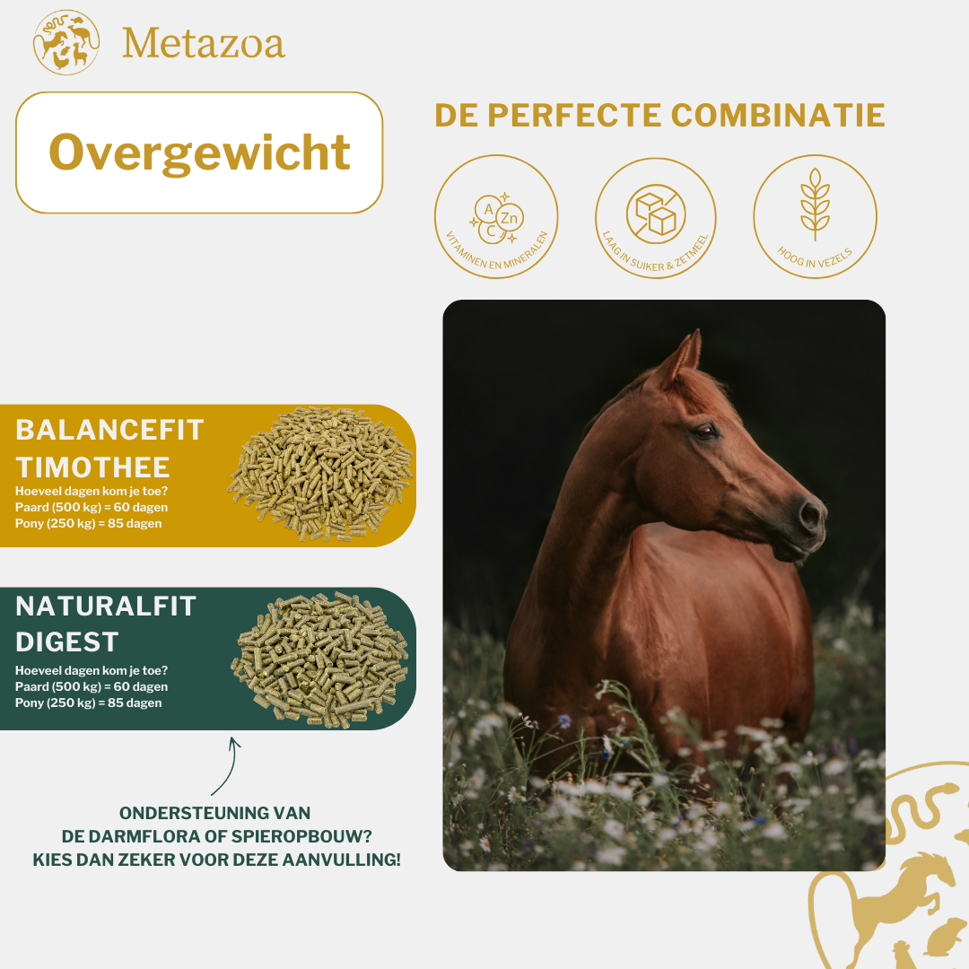 Overgewicht