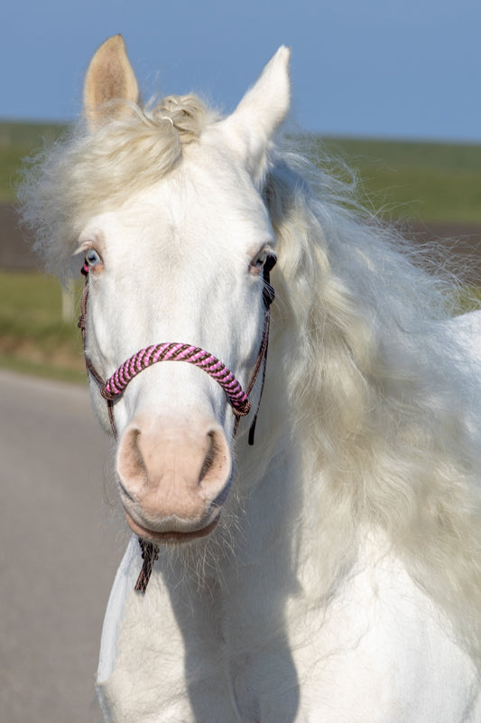 Touwhalster bruin met bruin/babyroze neus en oorband