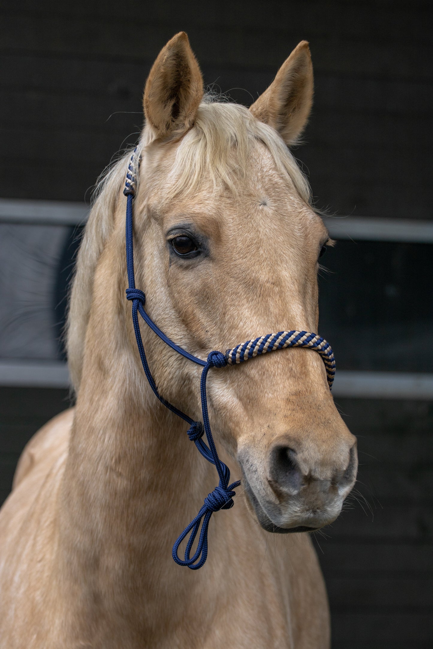 Touwhalster donkerblauw met donkerblauw-beige neus en oorband