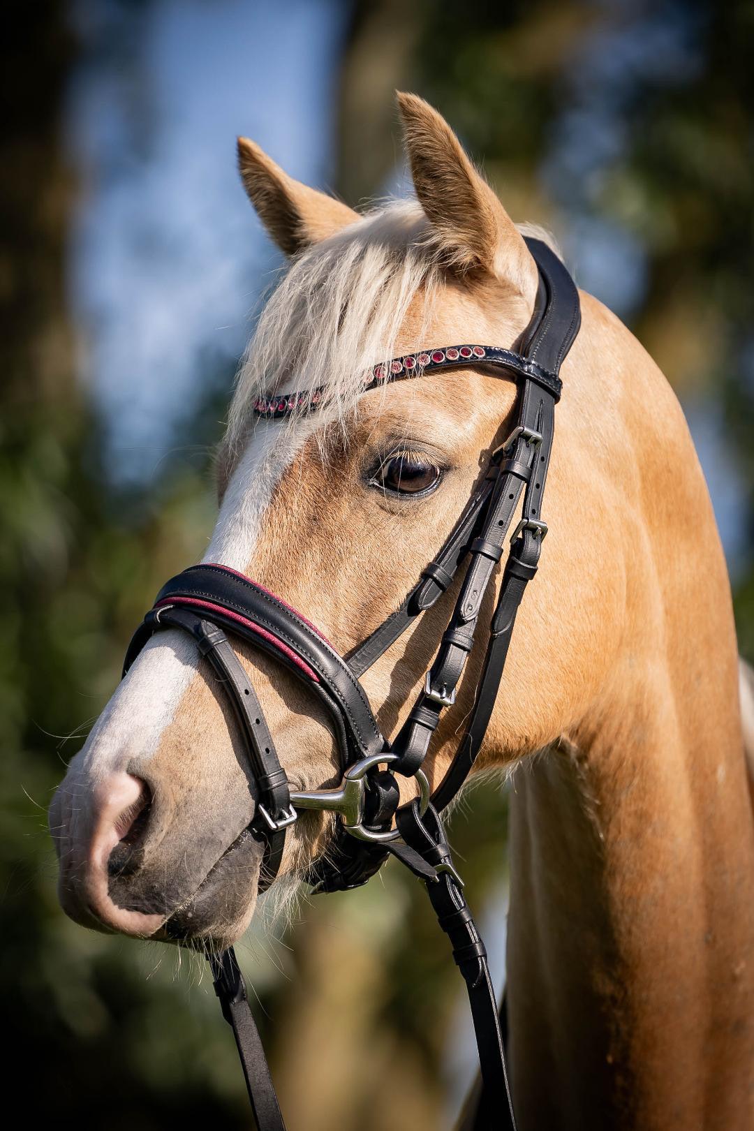 FMH - Luxe Hanoverian hoofdstel ‘Oops, I’m a Diva’ met dubbele neusriem roze onderlegd zwart leder incl. teugels