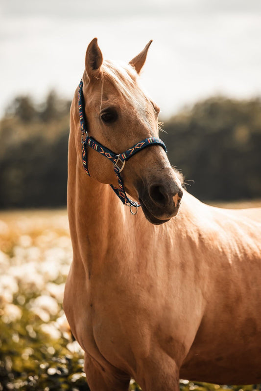 FMH - Geborduurd nylon halster met padding ‘Nomad Spirit’ blauw