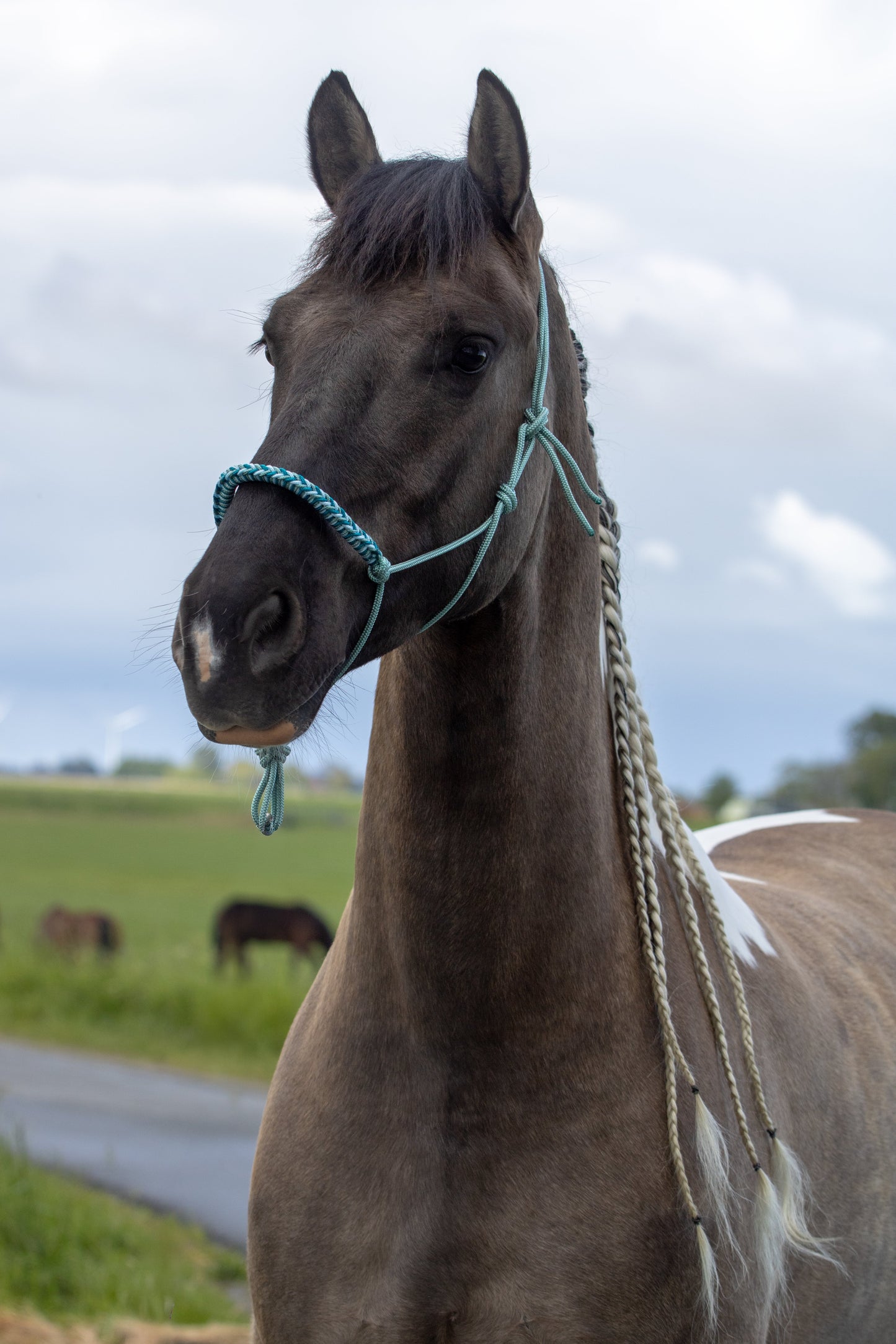 Touwhalster met gevlochten neusband zeegroen, babyblauw en aqua