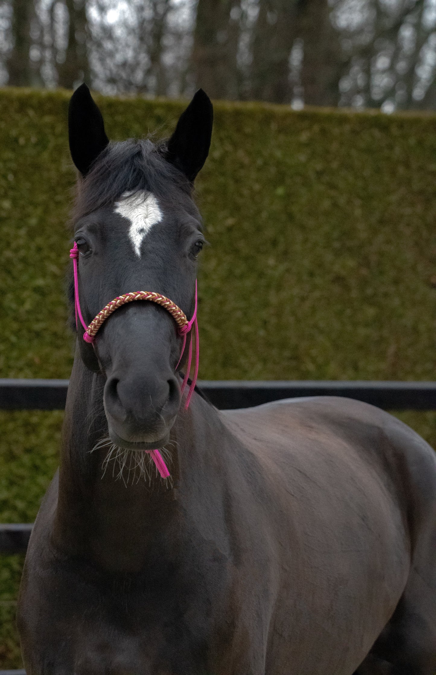 Touwhalster met gevlochten neusband cranberry, goud en karamel