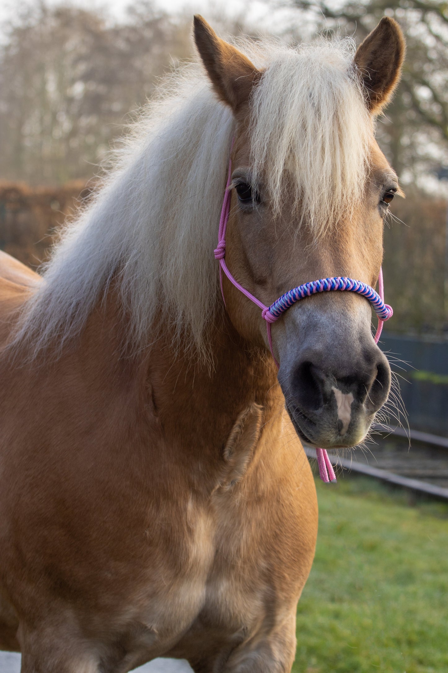 Touwhalster viënna neusband babyroze, lila, kobalt blauw en babyblauw