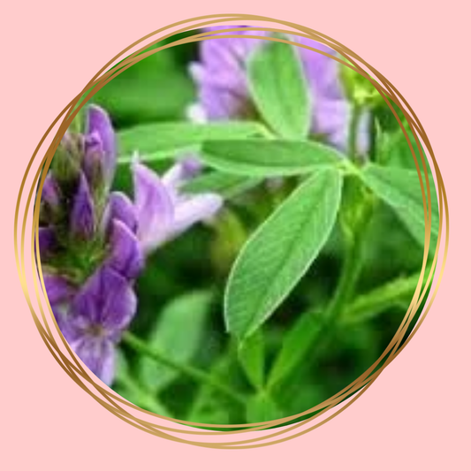 Structuurrijke luzernebrok van biologische teelt, rijk aan vezels en calcium voor paarden