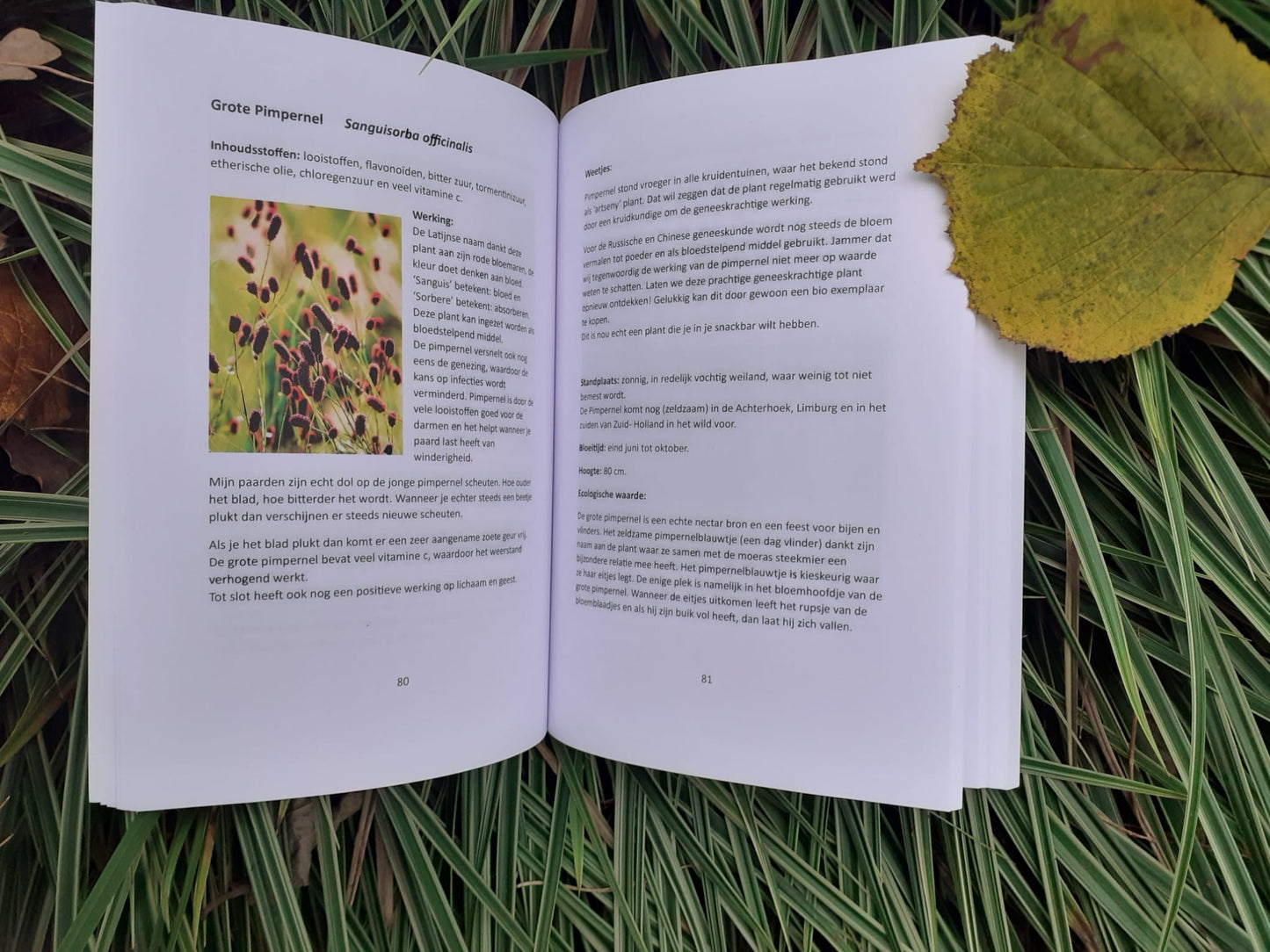 Boek van Hannet ten Rietbrink: De natuur als krachtige basis voor jouw paard – over natuurlijke gezondheid, voeding en welzijn