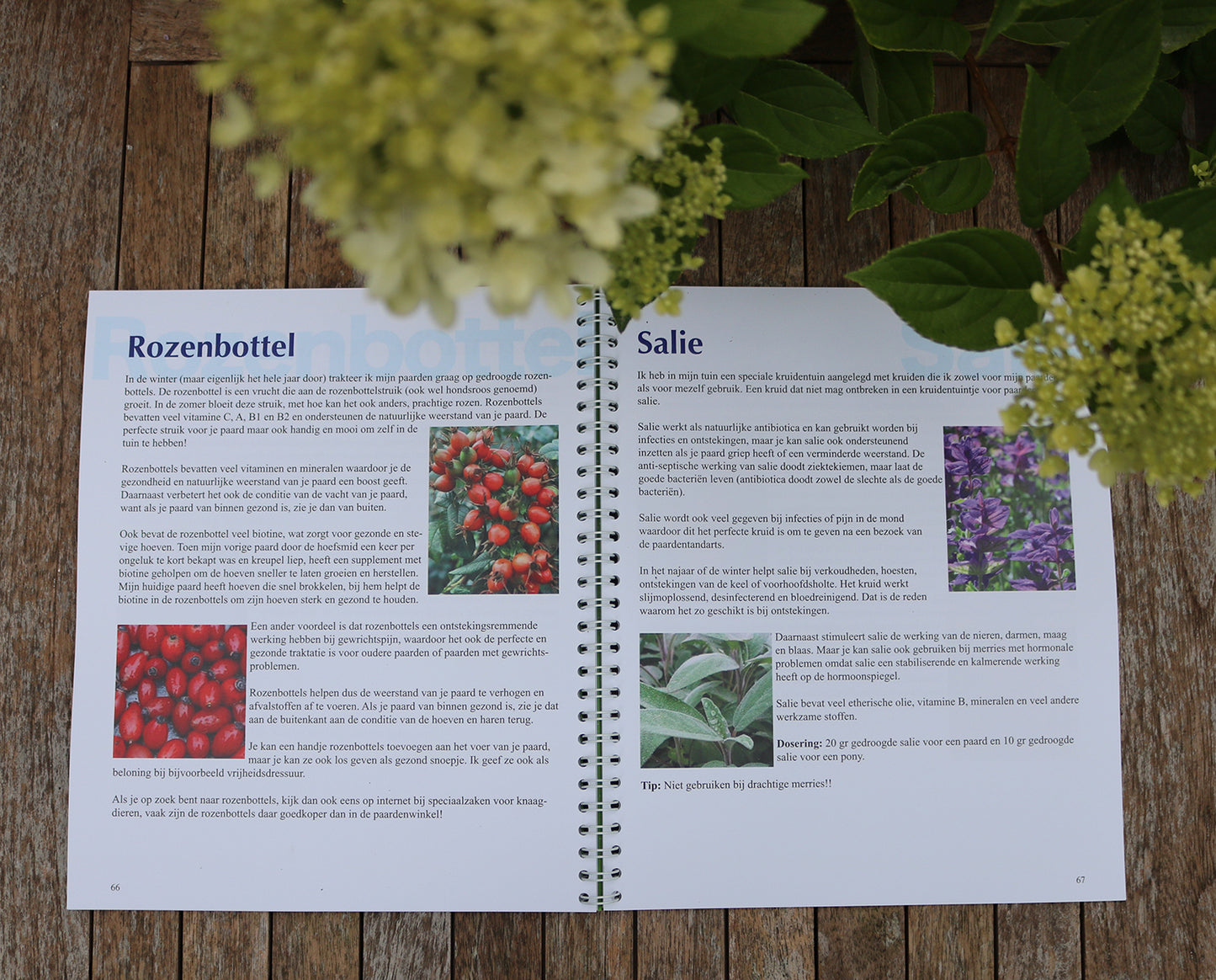Boek 'Kruiden voor paarden' van Petra Zilverberg over natuurlijke verzorging met kruiden en aromatherapie