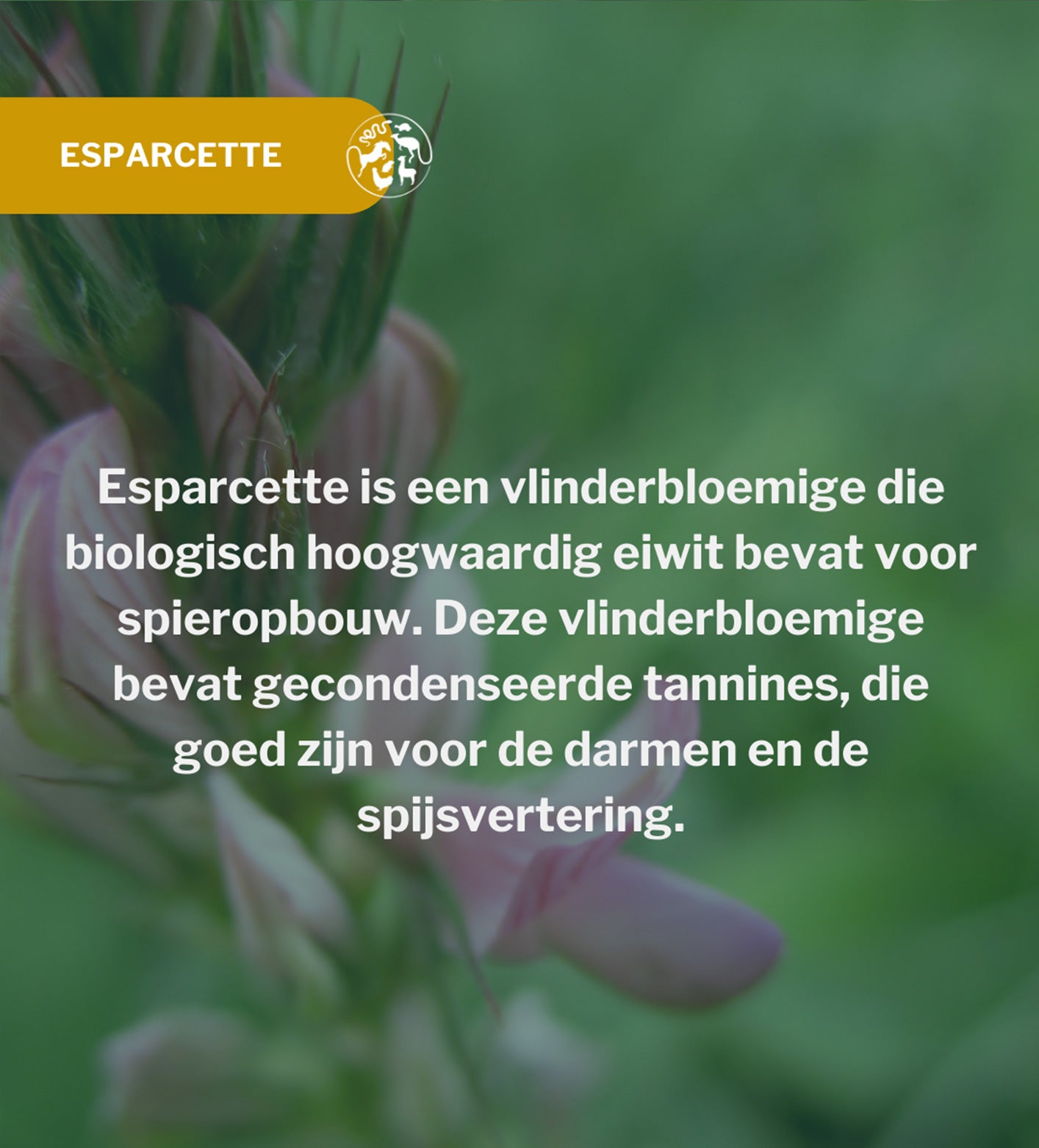 Metazoa BalanceFit Esparcette – hoog eiwit gehalte voor spieropbouw en herstel bij paarden