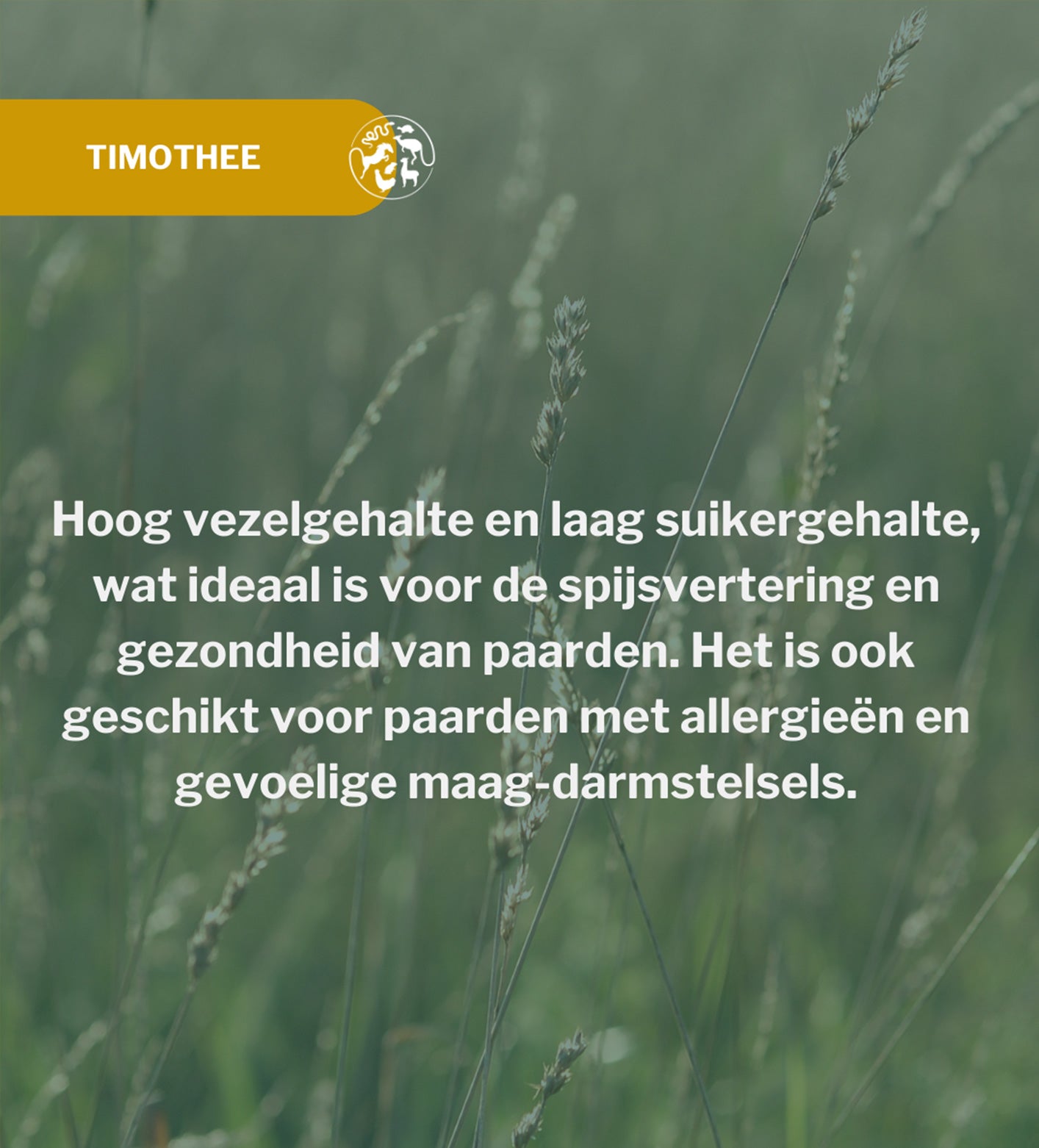 Metazoa BalanceFit Timothee – laag eiwit paardenvoer, ideaal bij zomereczeem