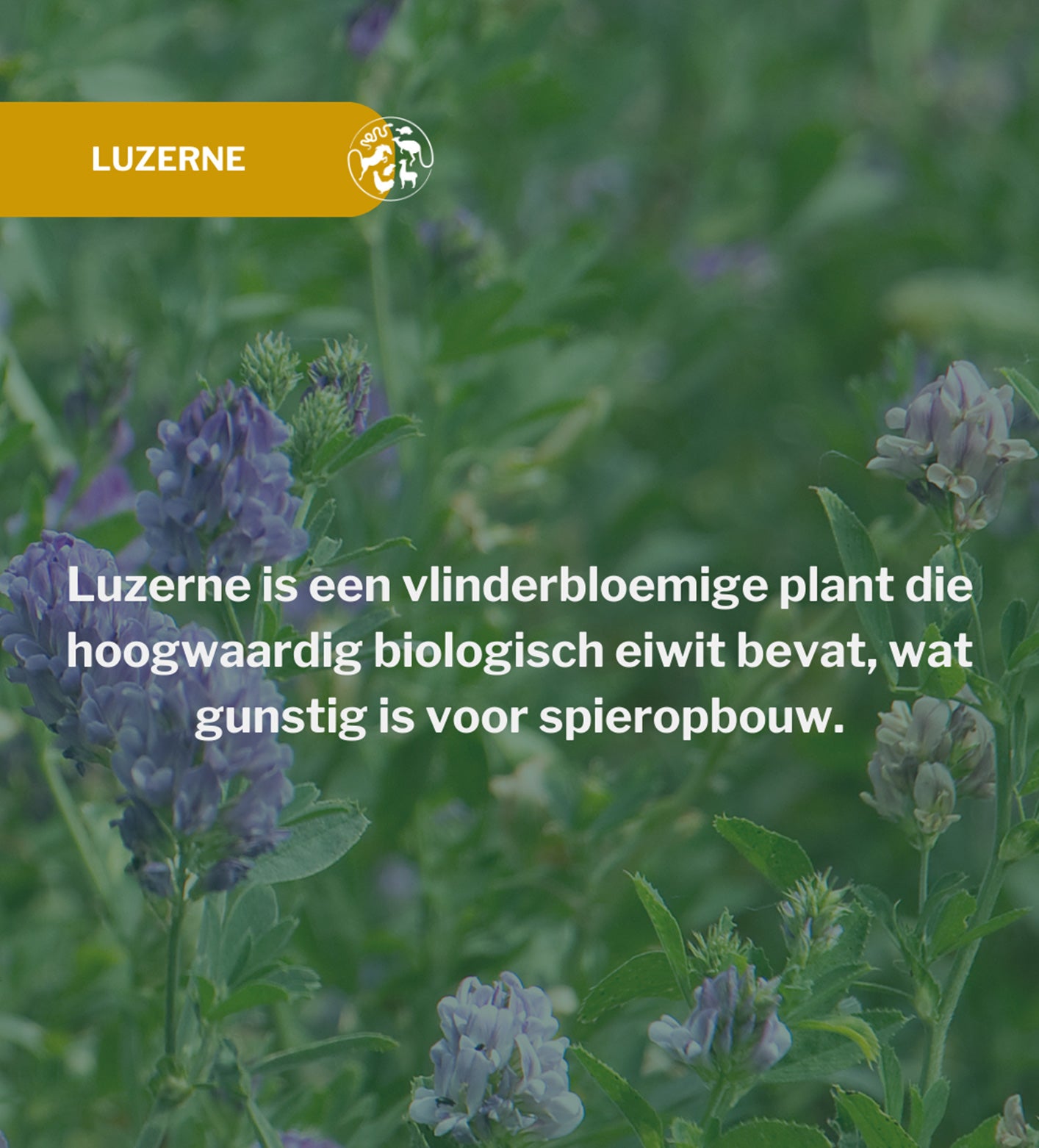 Natuurlijk gezonde Metazoa TreatFit Luzerne paardensnack gemaakt van luzerne