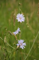 veilige bloemenzaden mix voor paarden met 10 eetbare bloemen inclusief luzerne kamille en zonnebloem