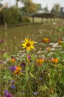 veilige bloemenzaden mix voor paarden met 10 eetbare bloemen inclusief luzerne kamille en zonnebloem