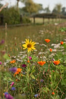veilige bloemenzaden mix voor paarden met 10 eetbare bloemen inclusief luzerne kamille en zonnebloem