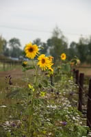 veilige bloemenzaden mix voor paarden met 10 eetbare bloemen inclusief luzerne kamille en zonnebloem