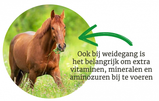 Vitalbix Daily Complete Original balancer, vezelrijk en geconcentreerd, zonder toegevoegde suikers of granen
