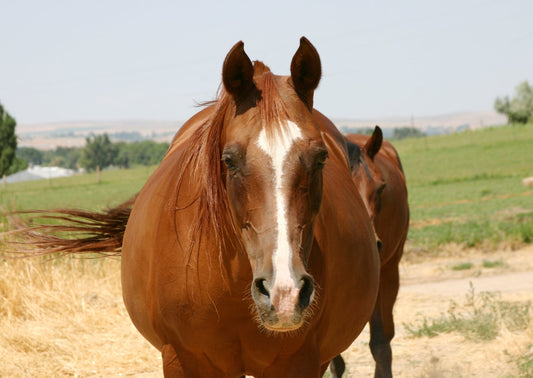 Voeding voor paarden met overgewicht: wat kun je doen?