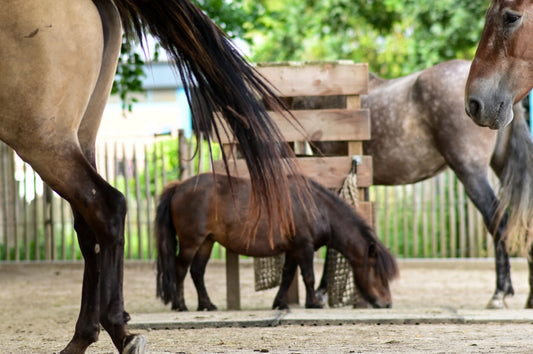 Paard met mestwater als signaal van verminderde darmgezondheid en behoefte aan gericht herstel.