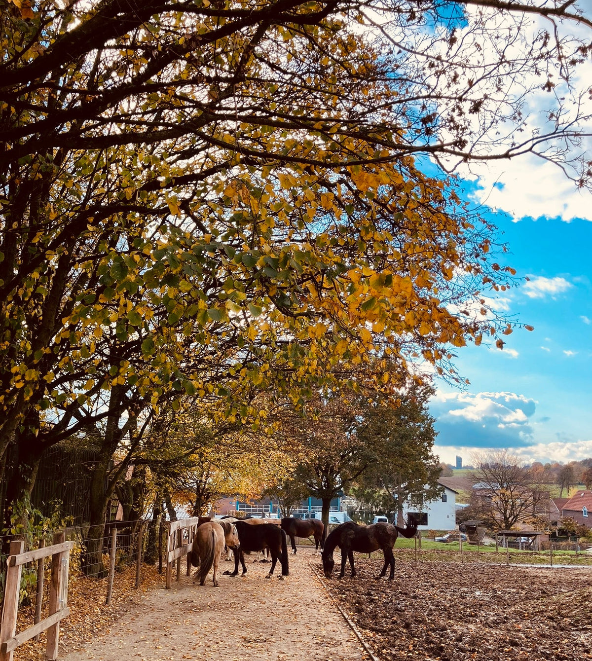 Herfst