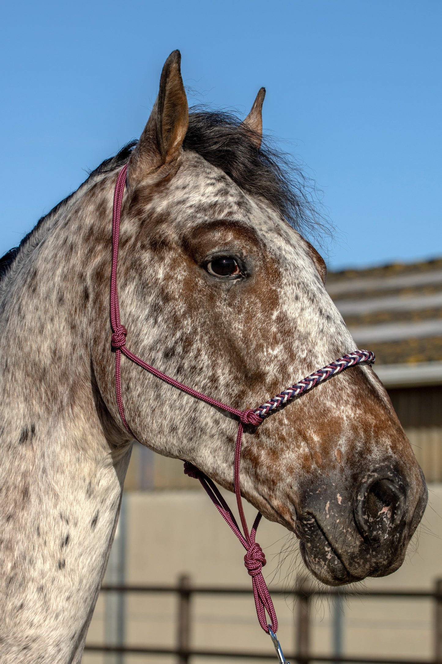 Touwhalster met gevlochten neusband donkerblauw, beige en bordeaux