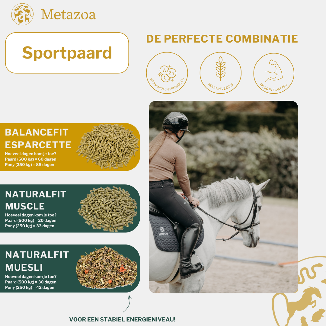 Sportpaard