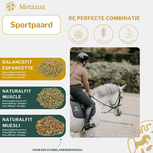 Sportpaard
