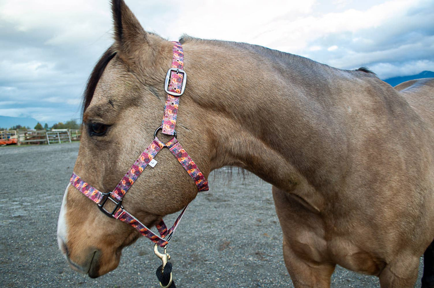 Schulz Equine - Halster Flower Bouquet