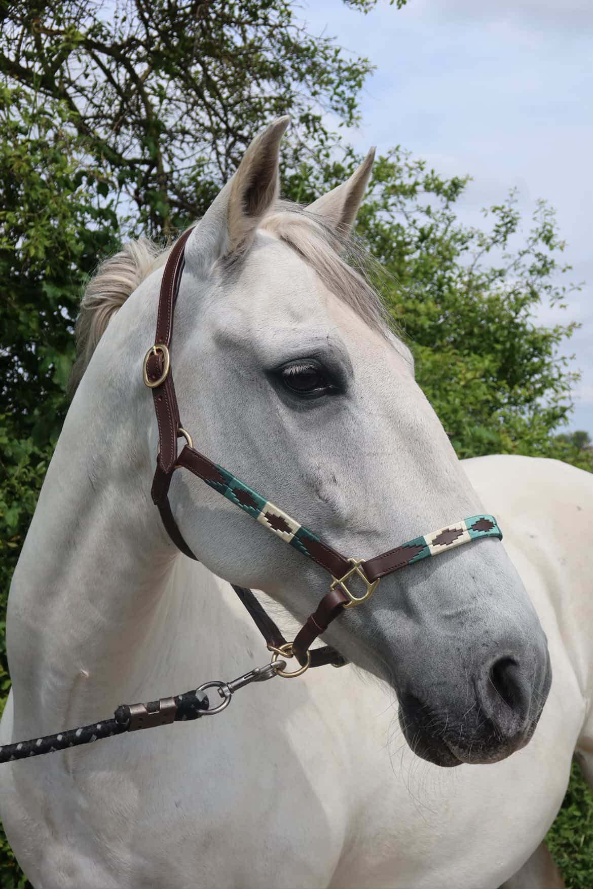 FMH - Havana lederen polo halster ‘Polo Vaquero Seafoam’ emerald/beige