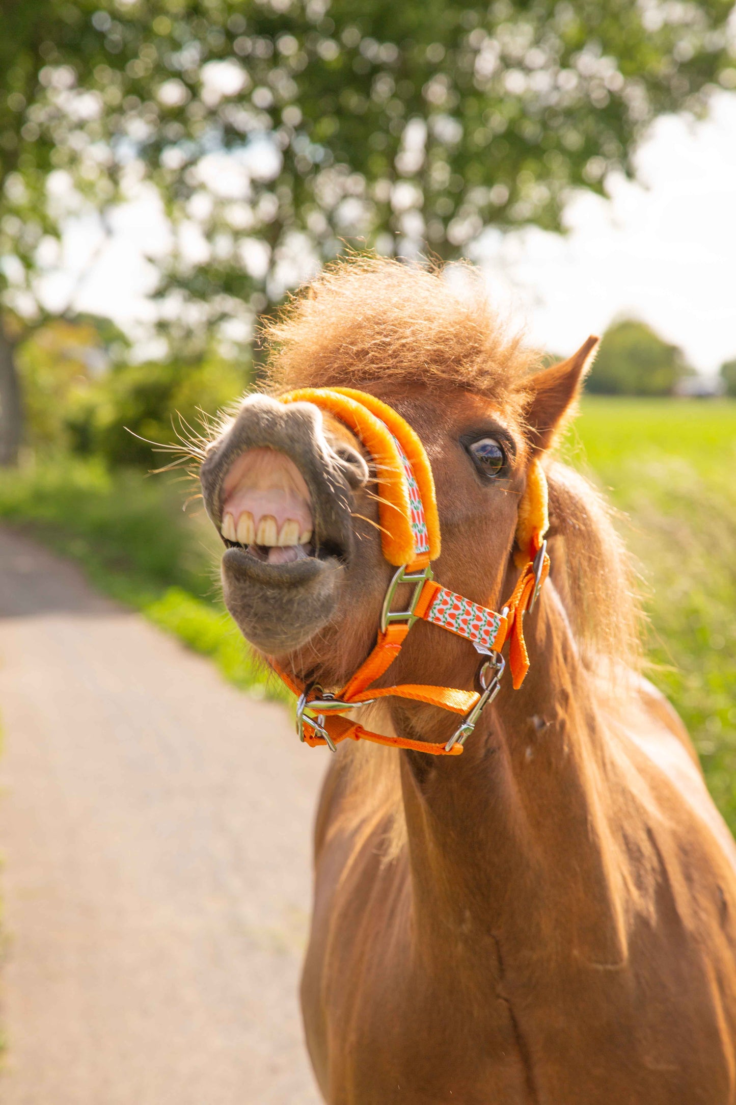 Happy Halsters - Oranje wortel halster (bont)