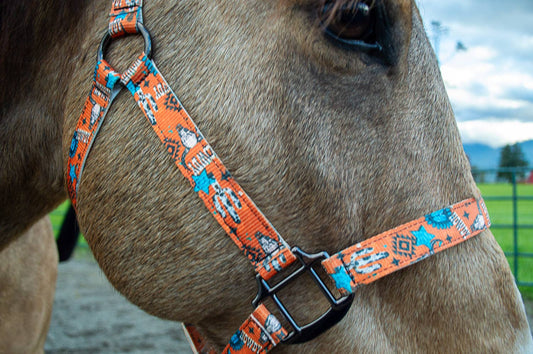Schulz Equine - Halster Howdy