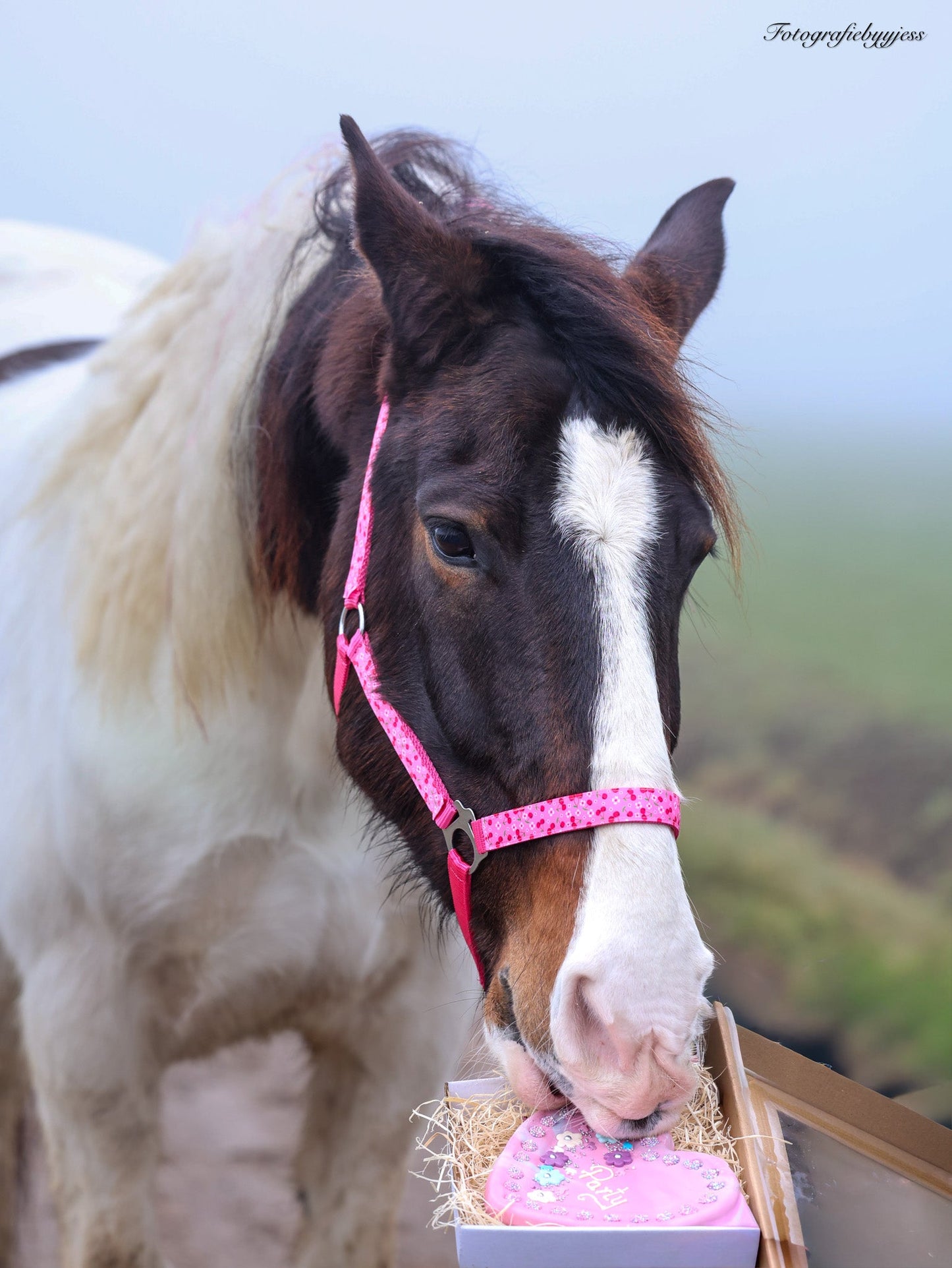 Happy Halsters - Fuchsia kersjes halster