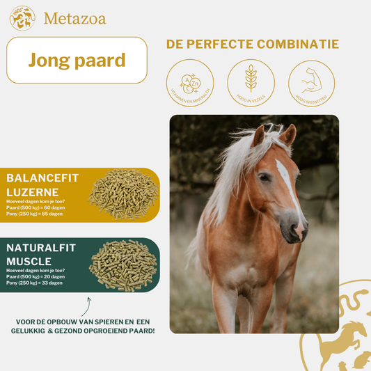 Jong Paard