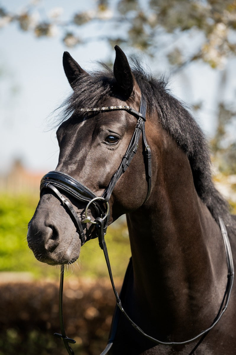 HB - Hoofdstel Showtime 361 Evalira incl. teugels (div. kleuren)