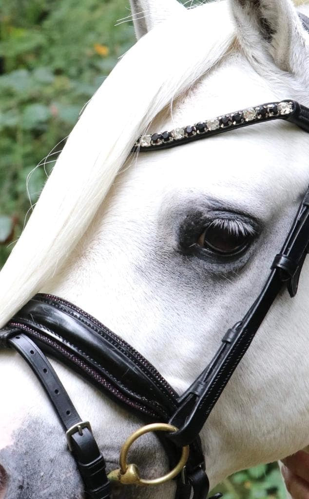 HB - Hoofdstel Showtime 366 Special A-PONY Evalira incl. teugels (div. kleuren)