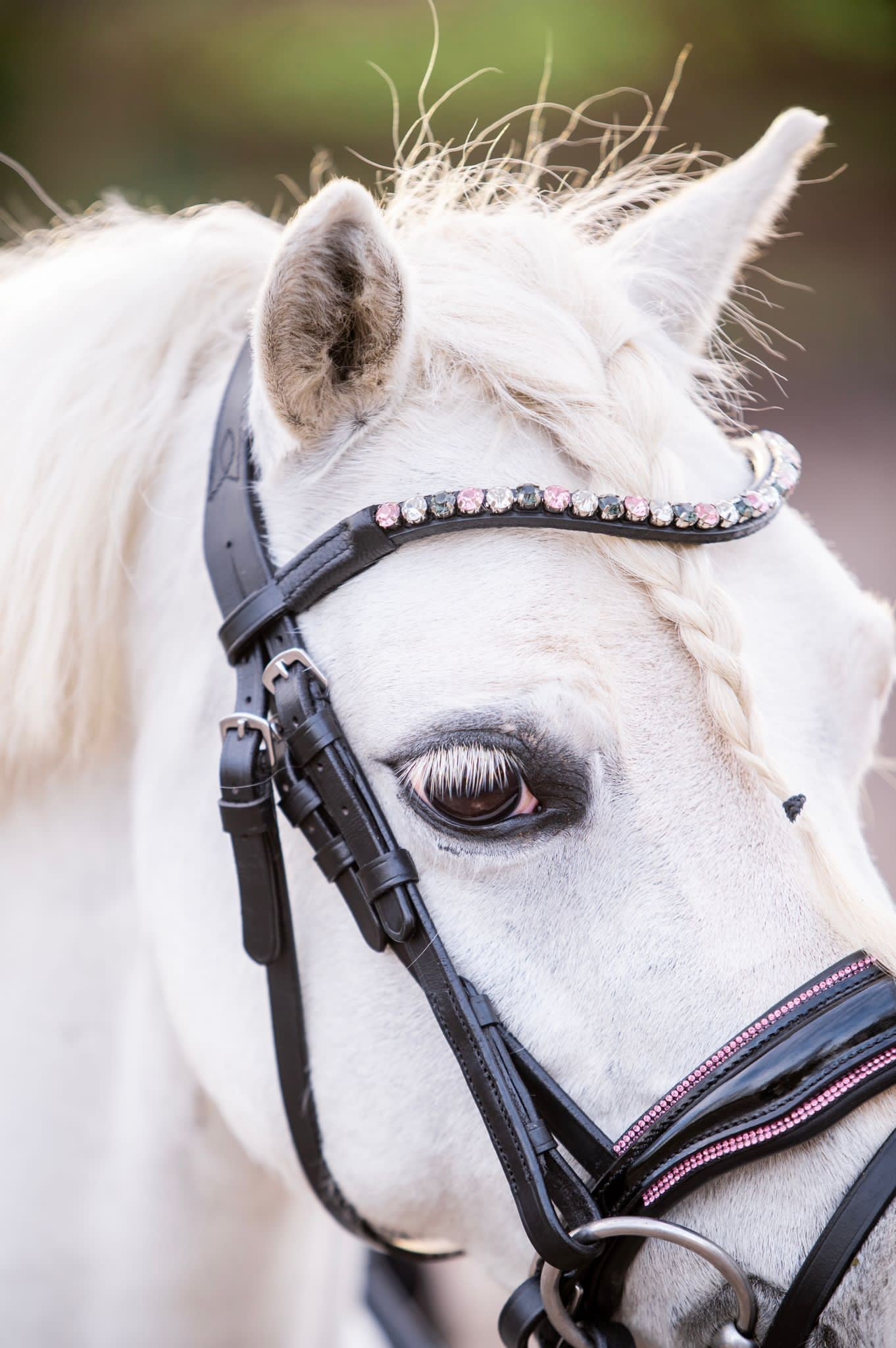HB - Hoofdstel Showtime 366 Special A-PONY Evalira incl. teugels (div. kleuren)