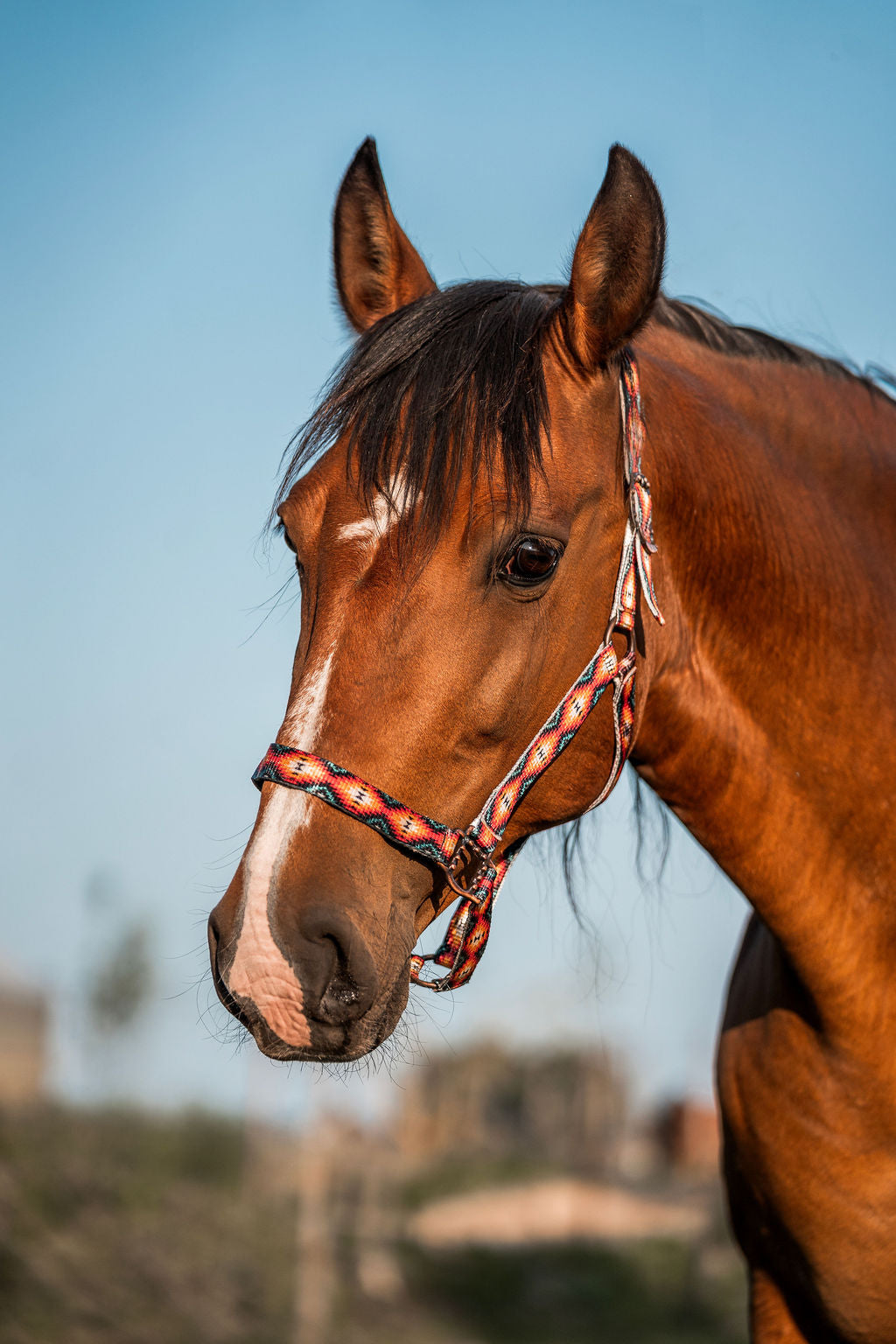 Schulz Equine - Halster Sunset aztek