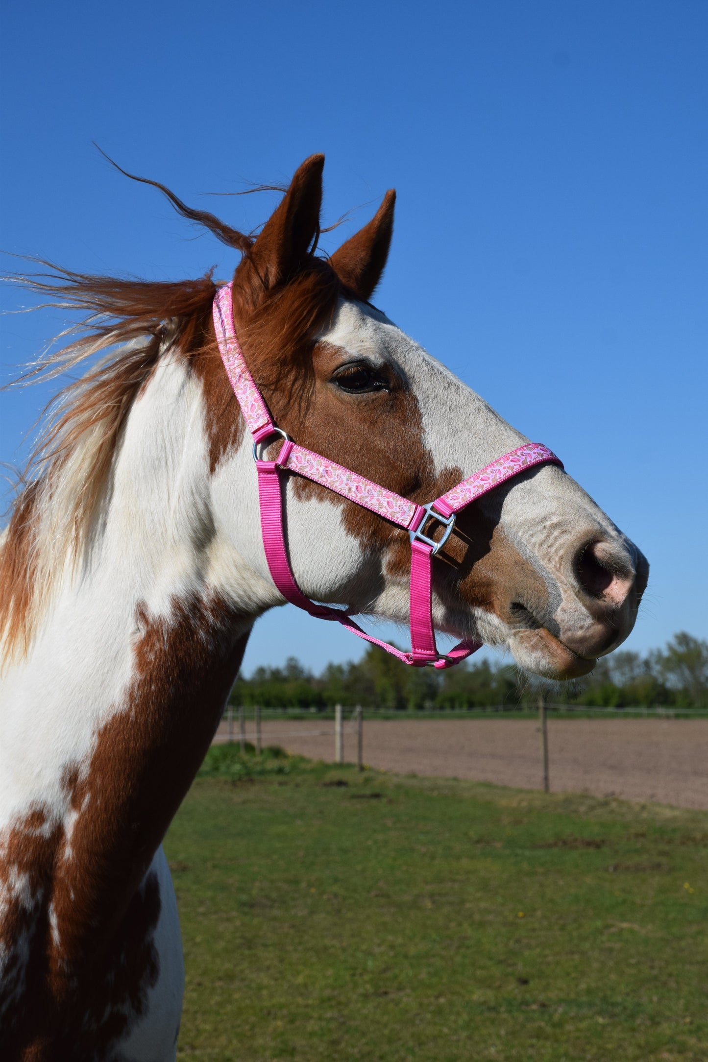 Happy Halsters x FMH - Pink Cowgirl Exclusive halster div. kleuren