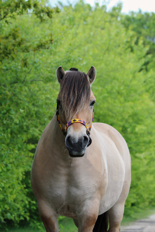 FMH - Havana lederen polo halster ‘Polo Vaquero Sunny’ geel/oranje/paars
