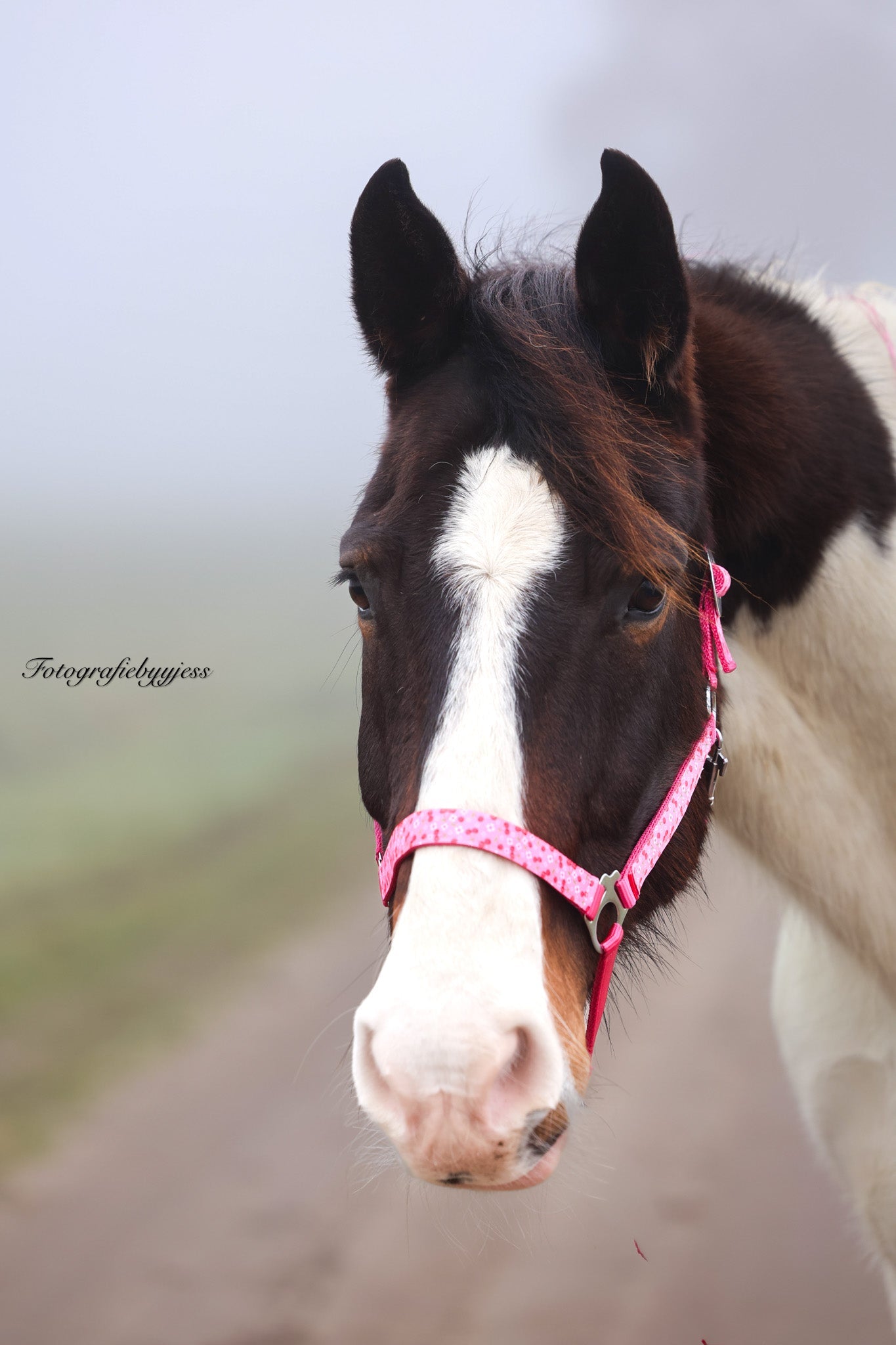 Happy Halsters - Fuchsia kersjes halster