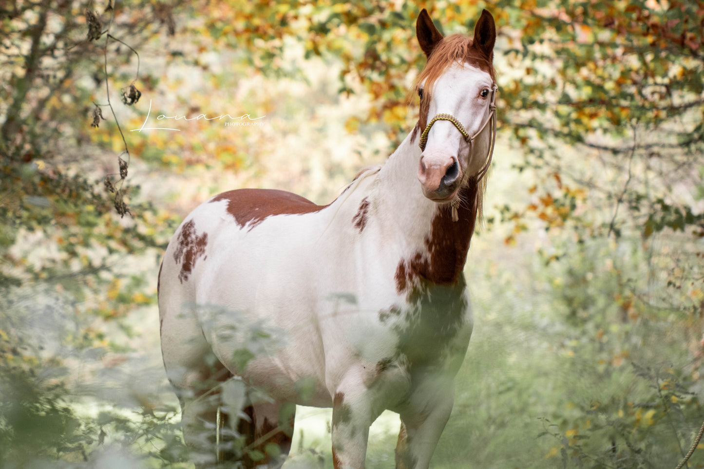 Het Paardenatelier - Touwhalsterset touwhalster Azar met halstertouw 2m beige met geel