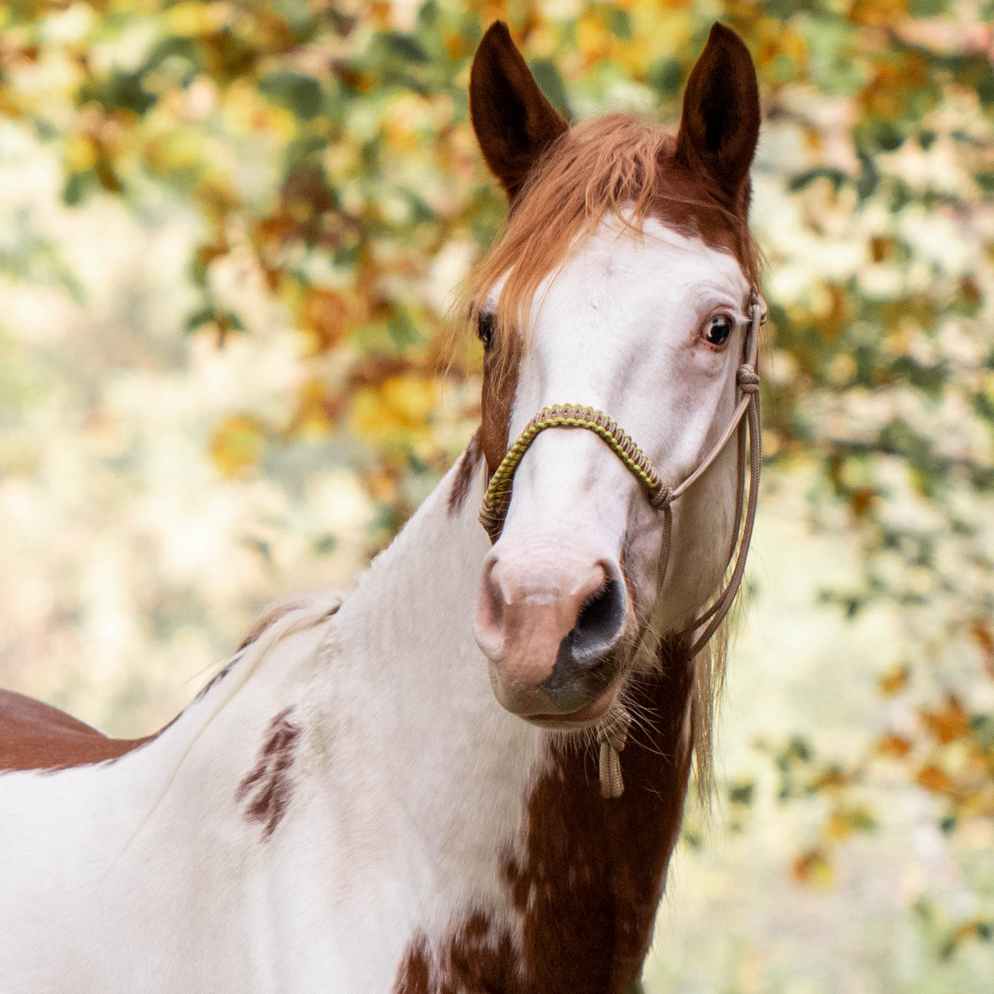 Het Paardenatelier - Touwhalsterset touwhalster Azar met halstertouw 2m beige met geel