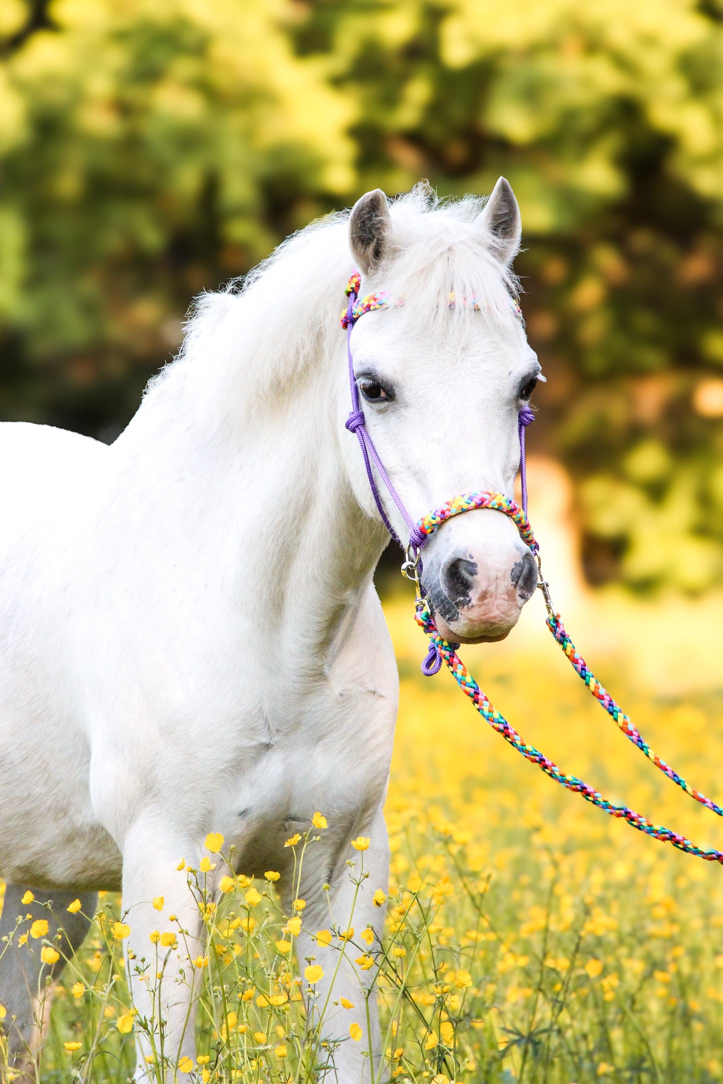 Het Paardenatelier - Touwhalster set rijhalster + teugels ‘Rainbow’ paars