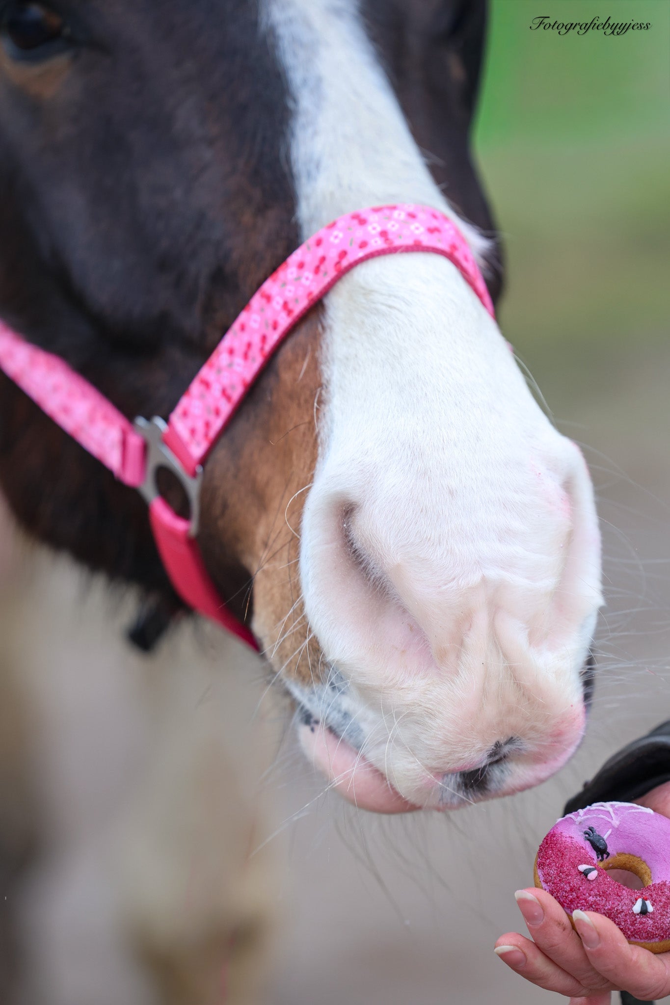 Happy Halsters - Fuchsia kersjes halster