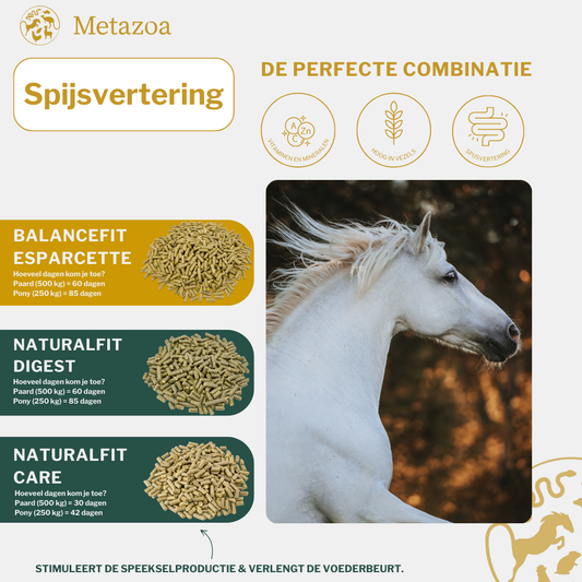 Spijsvertering