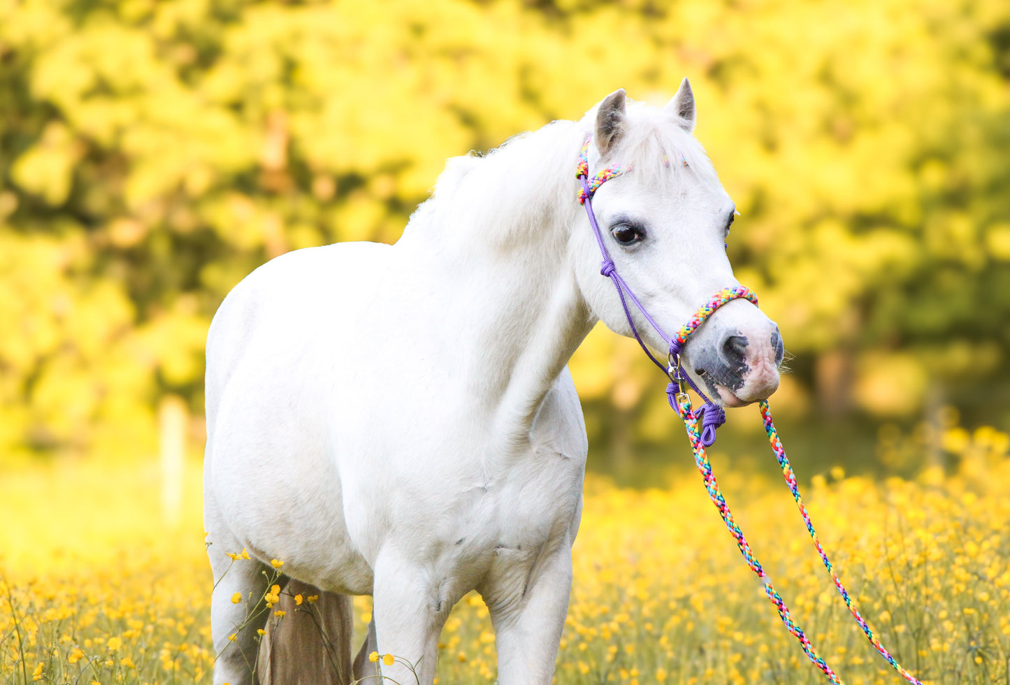 Het Paardenatelier - Touwhalster set rijhalster + teugels ‘Rainbow’ paars