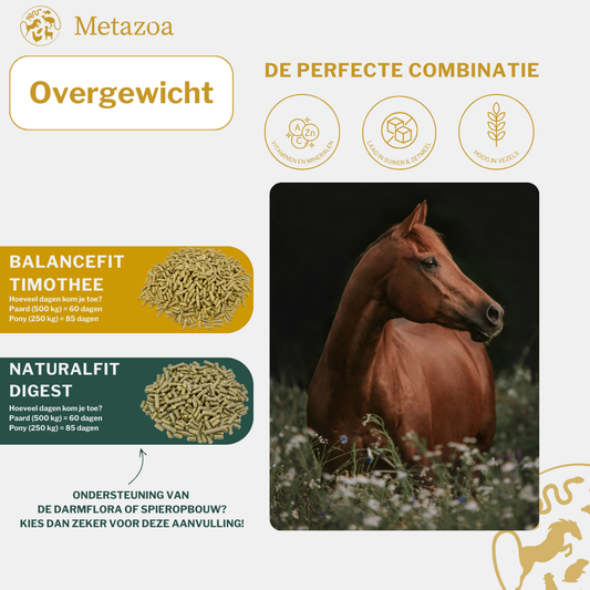 Overgewicht