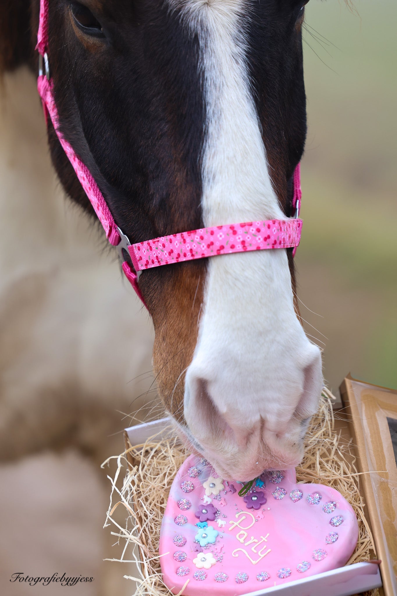 Happy Halsters - Fuchsia kersjes halster