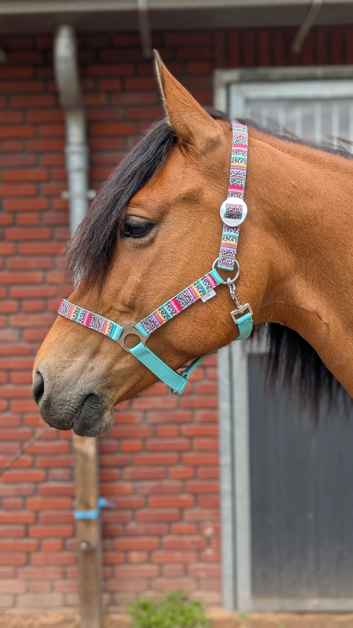 Happy Halsters x FMH - Colourful Panther Exclusive halster div. kleuren