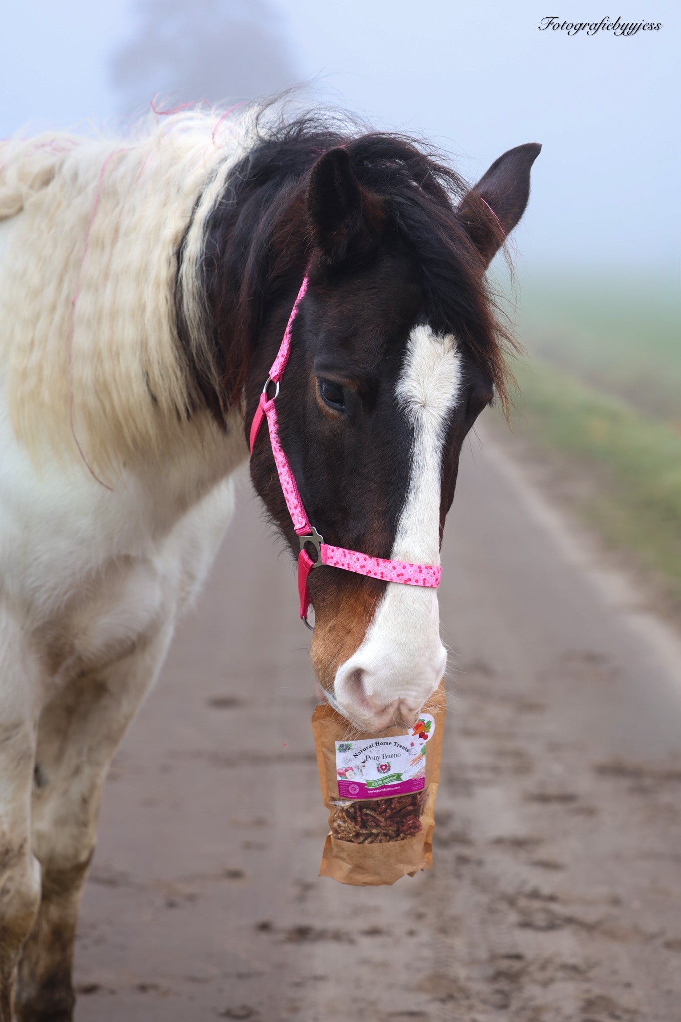 Happy Halsters - Fuchsia kersjes halster