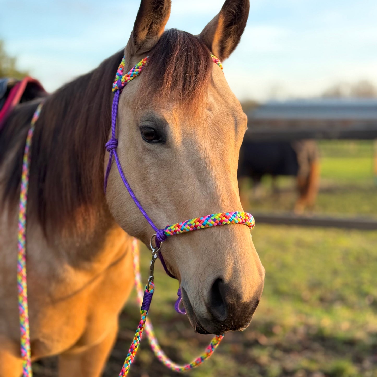 Het Paardenatelier - Touwhalster set rijhalster + teugels ‘Rainbow’ paars